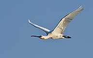 Eurasian spoonbill (Platalea leucorodia)